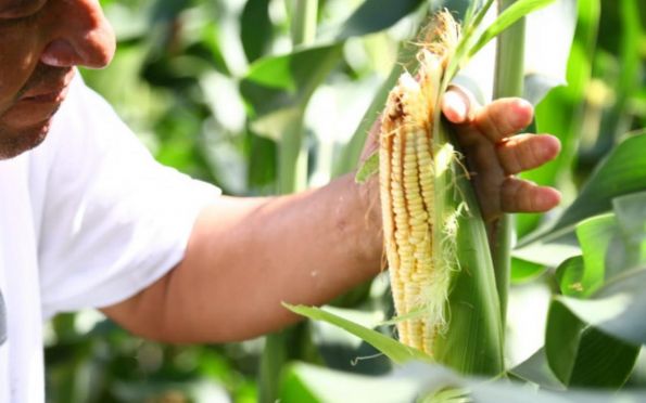Agricultores devem colher quatro milhões de espigas de milho verde
