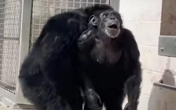 Fofura! Chimpanzé de 29 anos reage ao ver o céu pela primeira vez