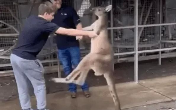 Vídeo: canguru “briga” com turistas em parque na Austrália