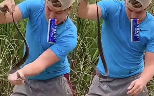 Vídeo: jovem bêbado é picado por cobra venenosa ao tentar dominá-la
