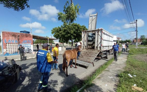 Operação contra maus-tratos apreende seis animais em Aracaju