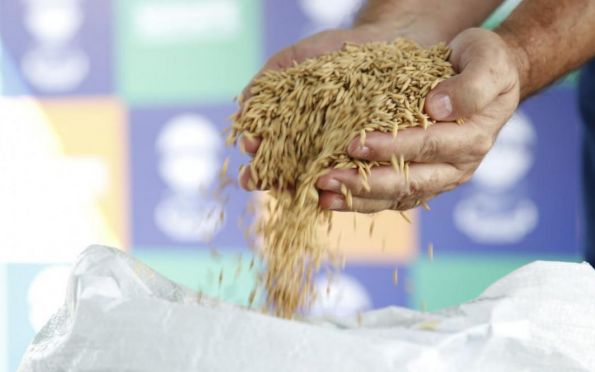 Produtores de arroz estimam alta produção com sementes doadas pelo governo