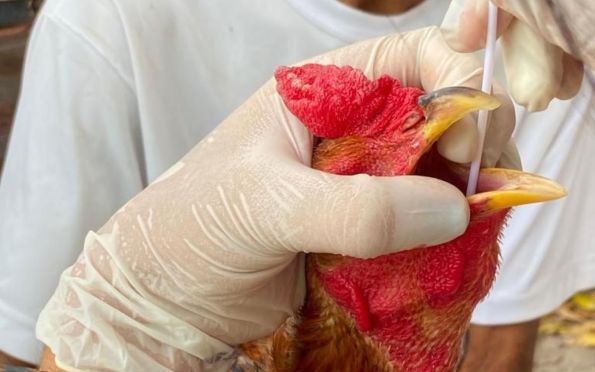 Salto de gripe aviária para humanos é historicamente raro, diz estudo 