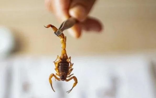 Saúde orienta sobre cuidados em caso de picada de escorpião 