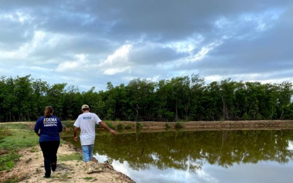 Desmatamento irregular de manguezal é localizado em Pacatuba (SE)