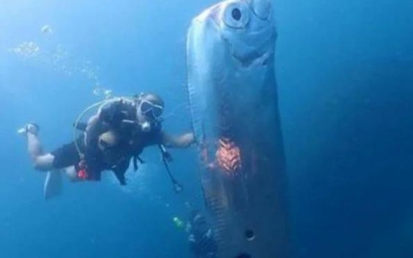 Víde: peixe-remo, famoso por “prever” terremotos, surpreende mergulhadores