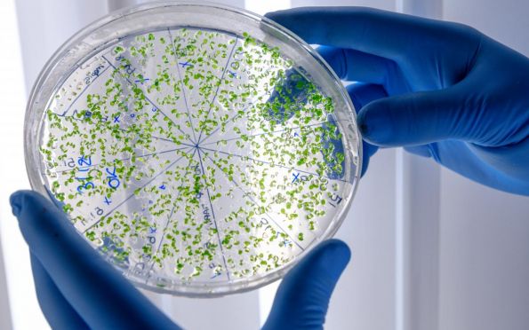 Cientistas “treinam” bactérias para detectar câncer em pacientes