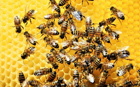 Cinco pessoas são atacadas por abelhas no sul de Sergipe