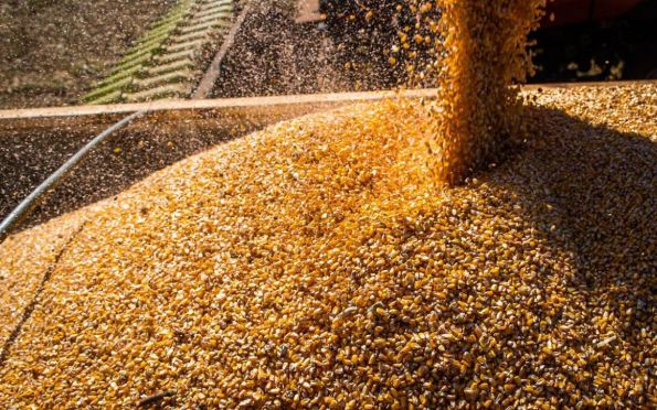 Conab: produção de grãos é estimada em 320,1 milhões de toneladas 