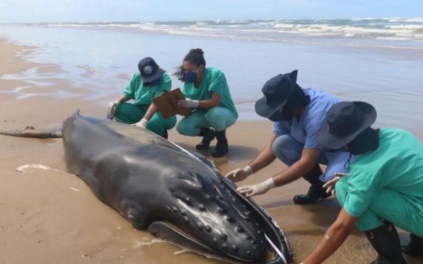 Filhote de baleia jubarte é encontrado morto em praia de Itaporanga (SE)