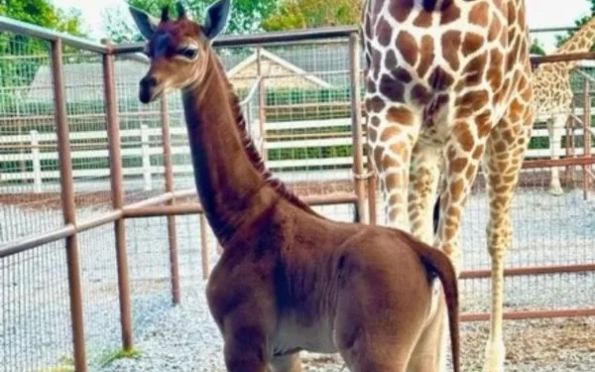 Girafa sem manchas nasce em zoológico dos Estados Unidos. Veja fotos