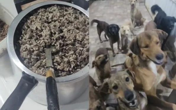 Homem viraliza ao gravar a reação dos cães de rua esperando por comida
