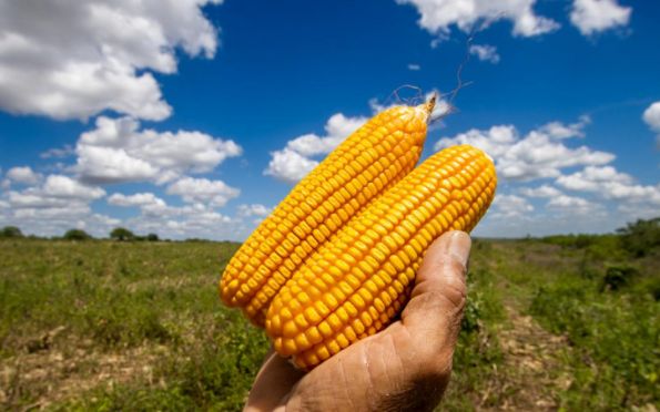 Redução da alíquota do ICMS em 2% para comercialização do milho é mantida