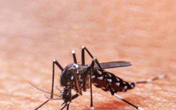 Com sete mortes por dengue em 2023, Saúde alerta para controle do Aedes aegypti