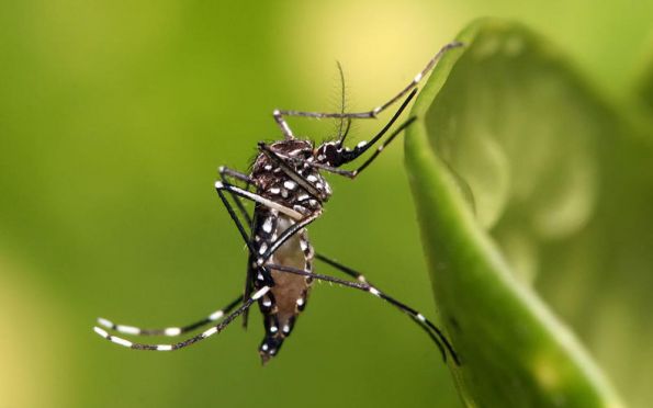 SES reforça prevenção ao mosquito da dengue, chikungunya e zika