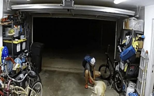 Vídeo: nos EUA, homem interrompe furto para fazer carinho em cachorro