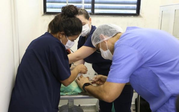 Aracaju inicia cadastramento para castração no Hospital Veterinário da UFS