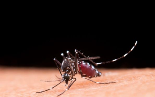 Aracaju registra menor índice de infestação do Aedes aegypti dos últimos 5 anos