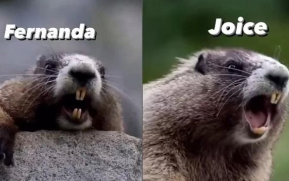 Meme da marmota gritando nomes faz brasileiros ganharem dinheiro