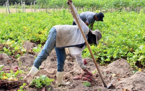 Produção de batata-doce em Sergipe já superou a de todo o ano de 2022