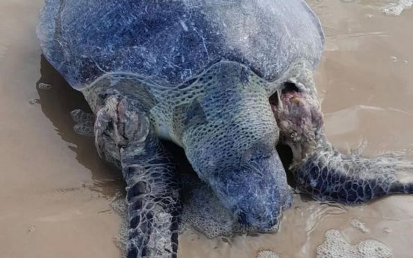 Tartaruga é encontrada morta em praia da Barra dos Coqueiros