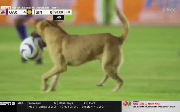 Vídeo: cachorro invade campo e interrompe jogo no México