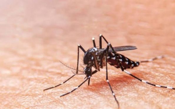 Sergipe registra mais de 1.300 casos de Chikungunya em dez meses, diz SES