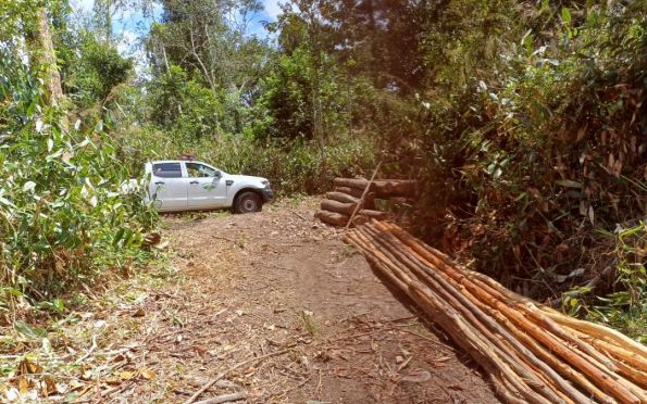Dois homens são presos por derrubar árvores em área de preservação