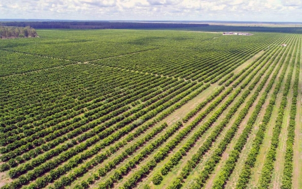 Empresa sergipana cultiva laranja em área antes plantada com eucalipto na Bahia