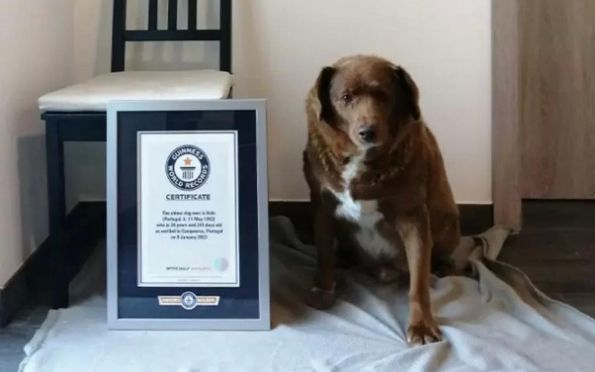 Morre Bobi, o cachorro mais velho do mundo pelo Guinness, aos 31 anos