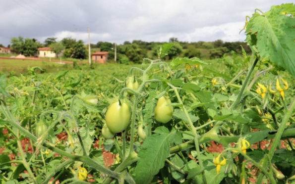 Tomaticultura na irrigação estadual do sertão cresceu 84% de janeiro a setembro