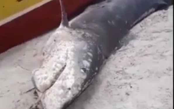Tubarão-tigre é encontrado sem vida na praia do Abaís, em Estância