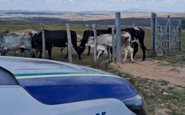 Policiais recuperam animais furtados de propriedade rural em Poço Verde
