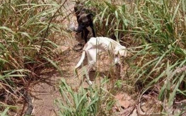 Cachorros são resgatados em situação de maus-tratos em Ribeirópolis (SE)