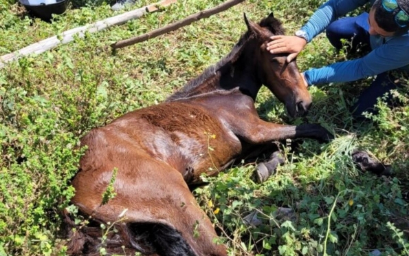 Cavalo é resgatado na Farolândia após denúncias de maus tratos 