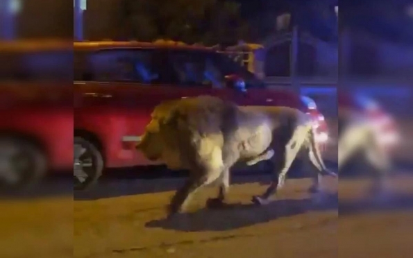 Cidade italiana emite alerta após leão escapar de circo; veja vídeos