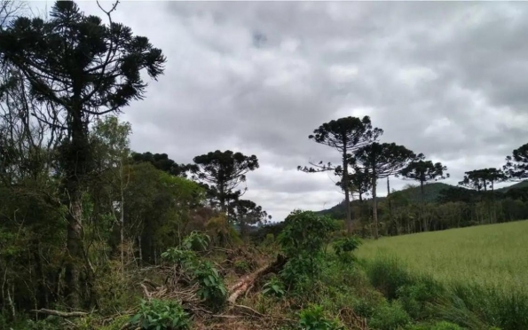 Desmatamento na Mata Atlântica cai 59% no acumulado do ano até agosto