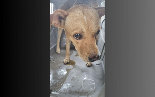 Suspeito de bater em um cachorro com madeira é preso em Socorro