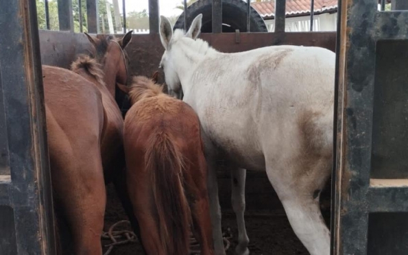 Animais furtados em Riachão do Dantas são recuperados em Itabaianinha 