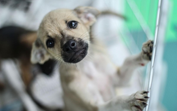 Campanha de adoção de cães e gatos acontece neste sábado (16) em Aracaju