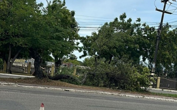 Galho de árvore despenca sobre ciclovia devido aos ventos fortes em Aracaju