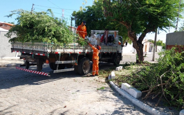 Mais de 13 mil podas de árvores foram realizadas na Capital em 2023