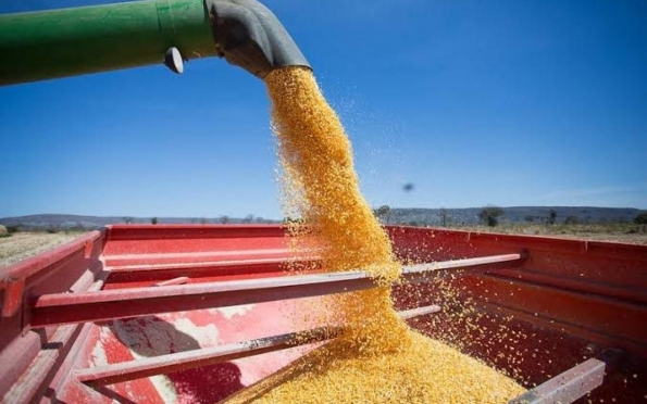 Sergipe terá recorde na safra de milho em 2023, diz pesquisa