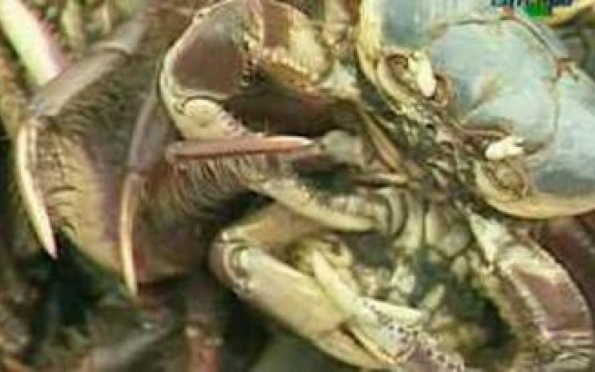 Começa primeiro período de defeso do caranguejo-uçá 