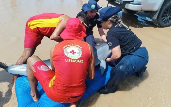 Guarda-vidas resgatam golfinho encalhado na praia de Aracaju