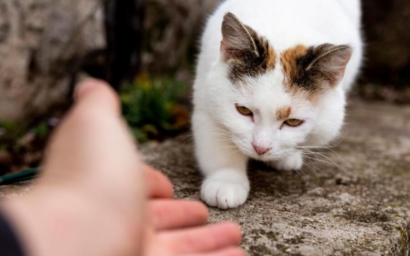 Homem é indiciado por envenenar gatos em Itabaiana