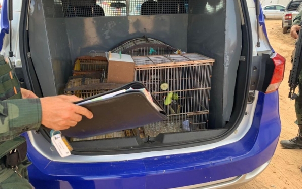 PM flagra comércio ilegal de aves silvestres em feiras de Aracaju