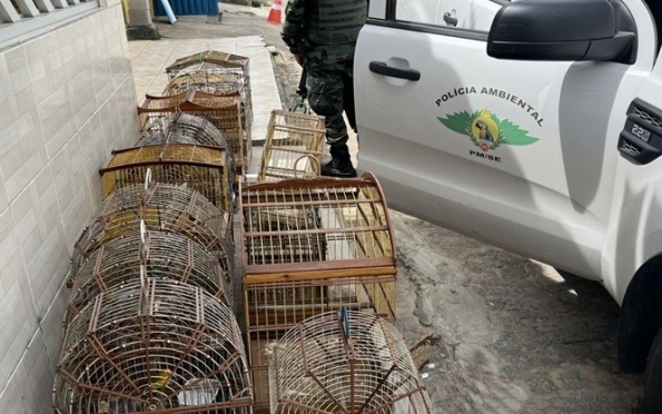 Polícia apreende aves criadas em cativeiro em Santo Amaro das Brotas 