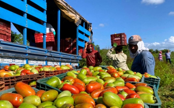 Produção de tomate irrigado aumentou 160% em perímetros de Sergipe 