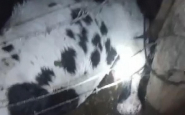 Vídeo: sete vacas morrem atingidas por raios em Poço Redondo